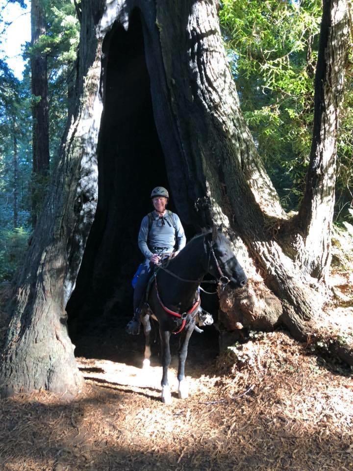 Dr Dan Chapman equine vet