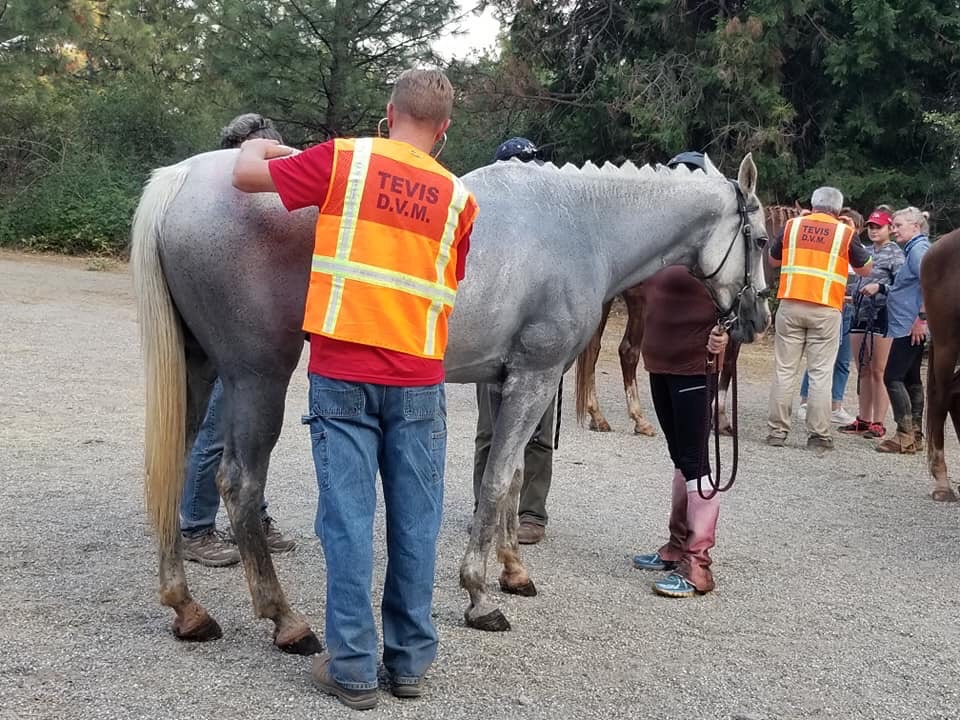 Dr Daniel L Chapman mobile vet
