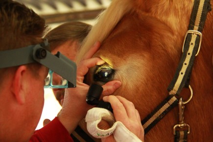equine eye exam