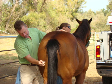 equine vaccinations